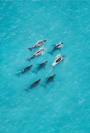 Matt Pearson Whales In The Kimberley | King Of Knives Australia