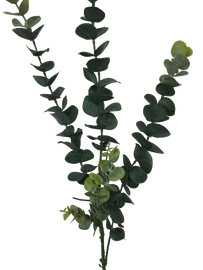 5 Pack - Long Eucalyptus Stem 77 cm