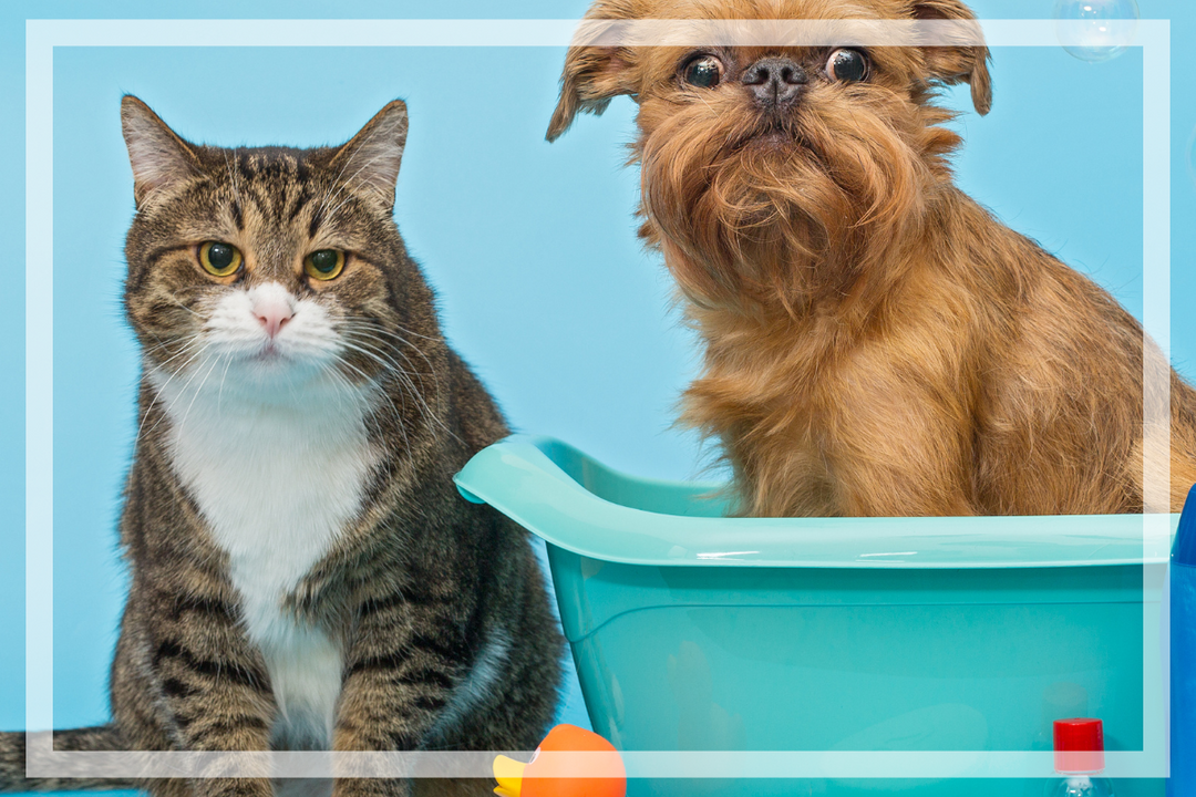 How Often Should I Bathe My Dog and Cat?