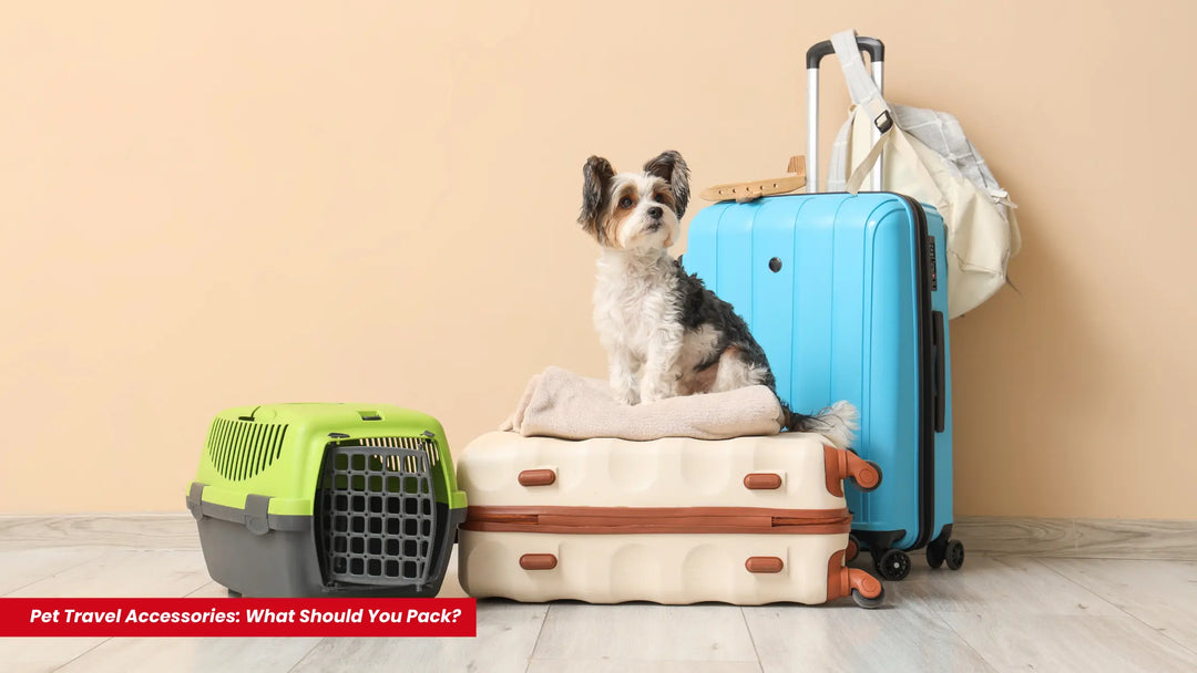 Pet Travel Accessories: What Should You Pack?