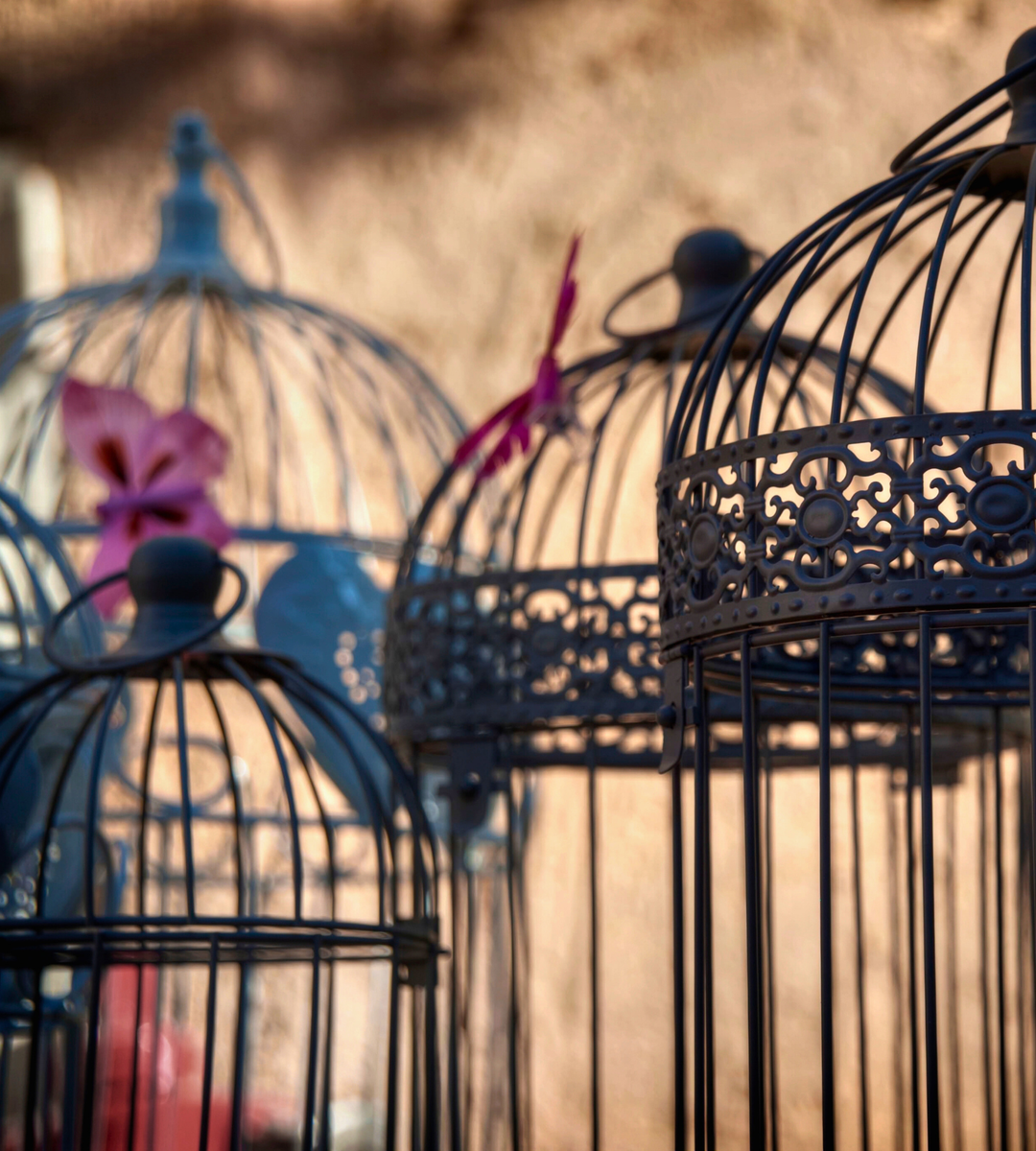 Bird Cages