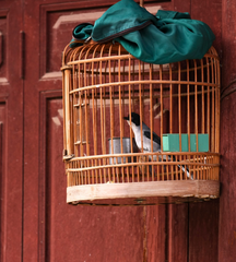 Covers for Cages