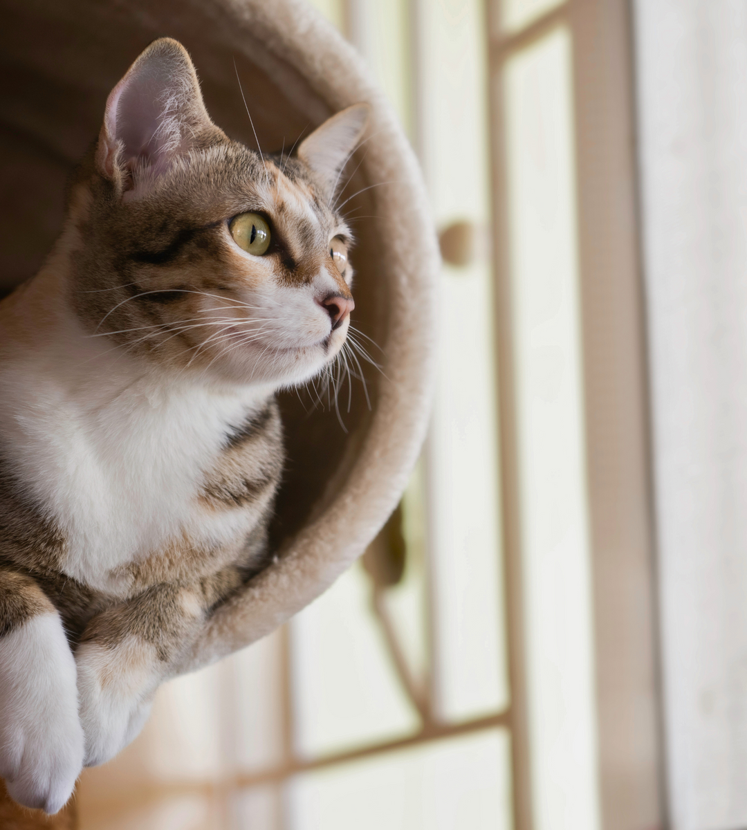 Multi-layer Cat Tree Cat Condo