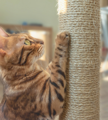 Cats Scratching Posts and Trees