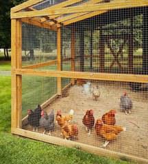 Chicken Coups