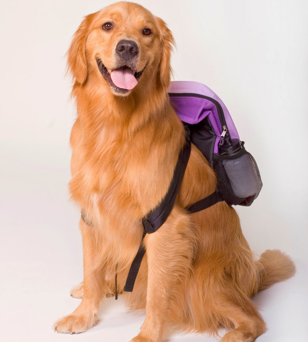 Cute Dog BackPack Bag