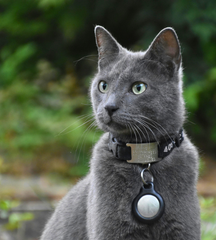 Collars