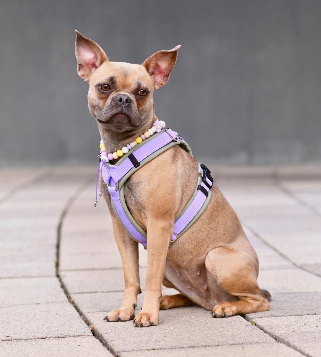 Dog Harness Adjustable