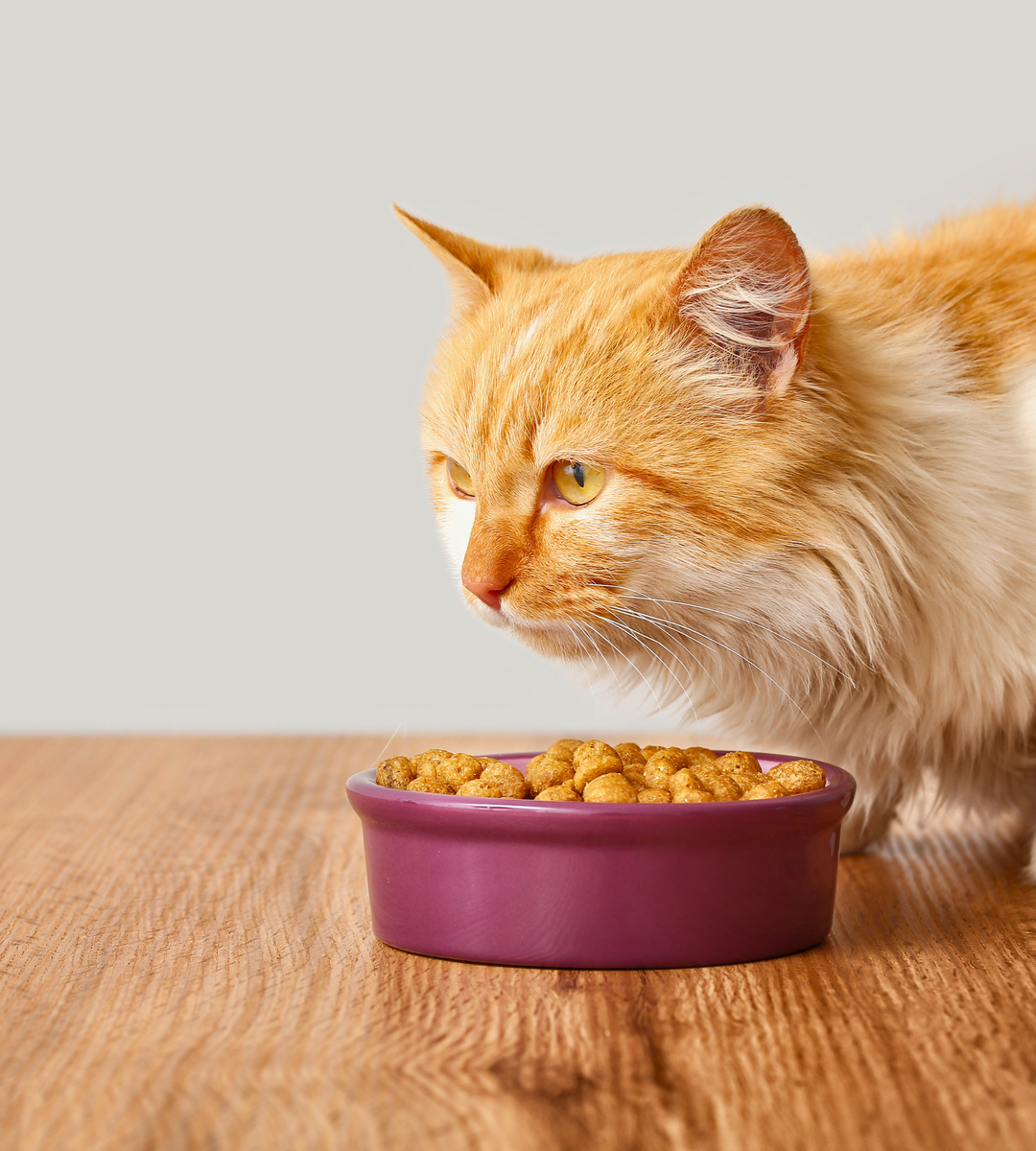 Cat Food Cat Kibbles