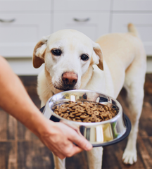 Food - Dogs