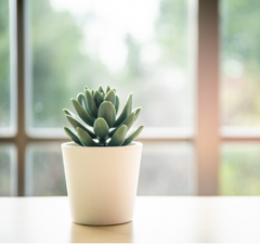 Home Decor  -Artificial Plants - King of Knives
