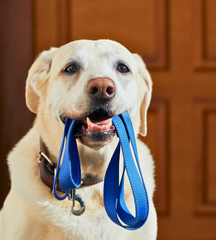 Leashes