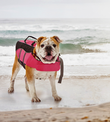 DOG LIFE JACKET