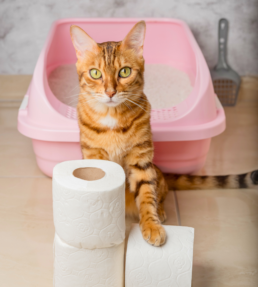 Pet Toilet Training