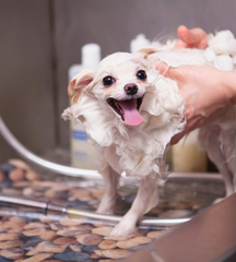 Pet Care