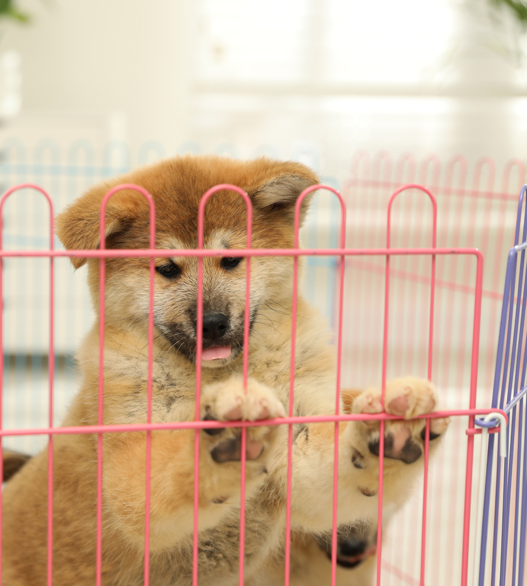 Play Pens and Crates