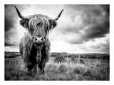 Stormy The Highland Cow Canvas Painting-0