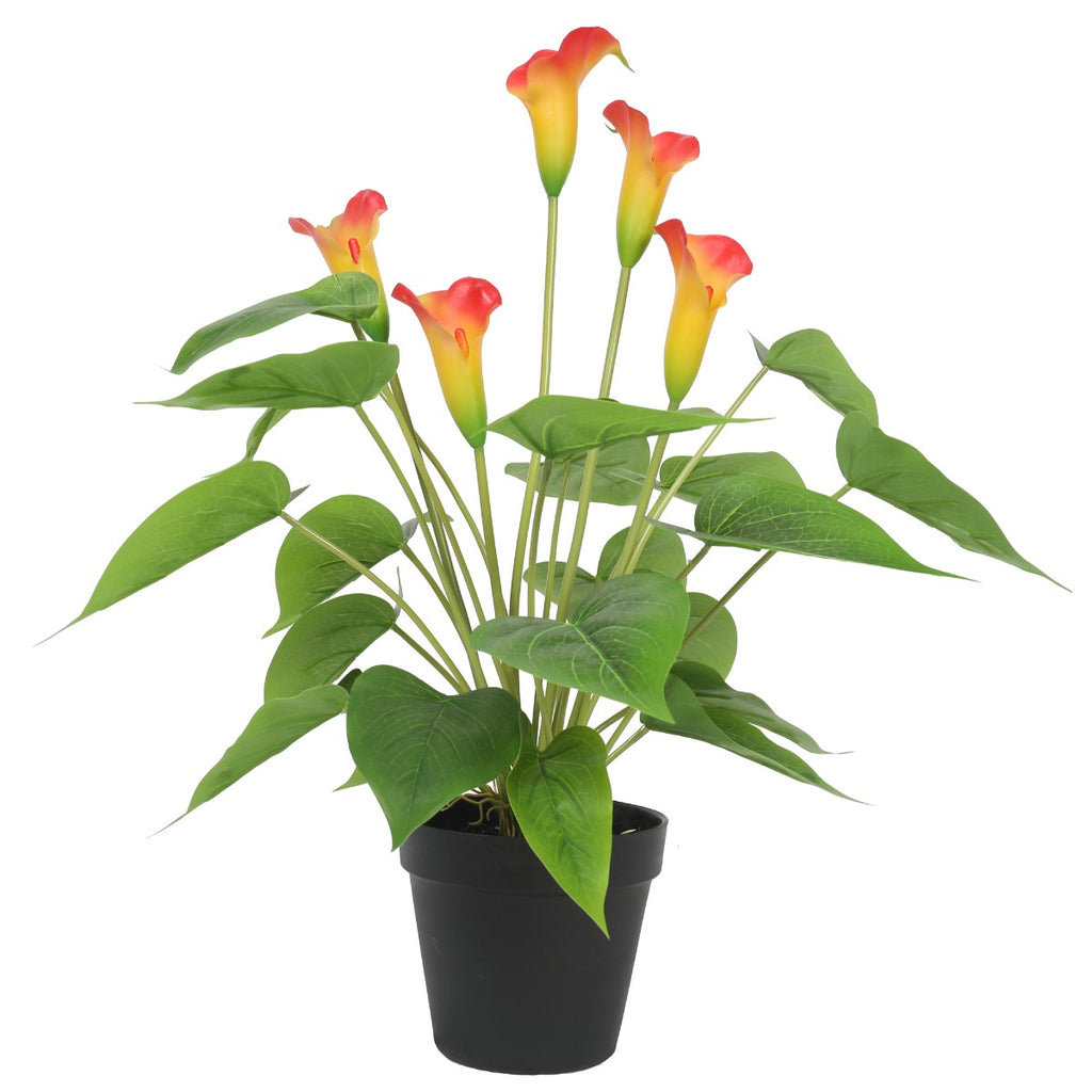 Artificial Flowering White & Orange Peace Lily / Calla Lily Plant 50cm