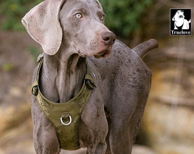 True Love Dog lightweight army green harness large | Available at King of Knives