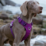 Dog lightweight purple harness 2XS | King of Knives