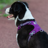 Lightweight purple 3M reflective dog harness 2XS | Available at King of Knives e-store