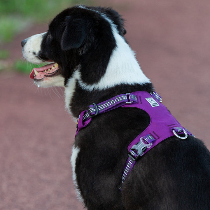 True Love Lightweight purple 3M reflective dog harness small | Available at King of Knives e-store
