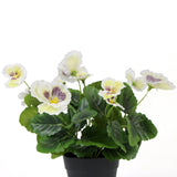 Mixed White Flowering Potted Artificial Pansy Plants 25cm